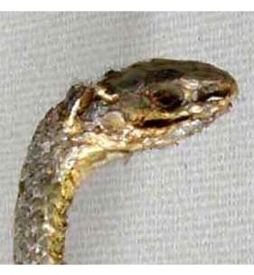 Malpolon monspessulanus mummificato